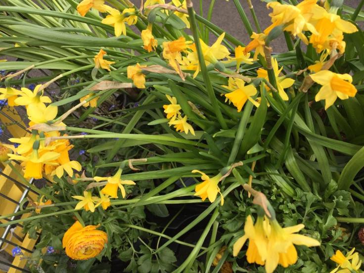 daffodils2
