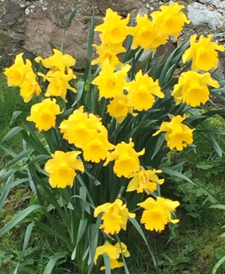 daffodils