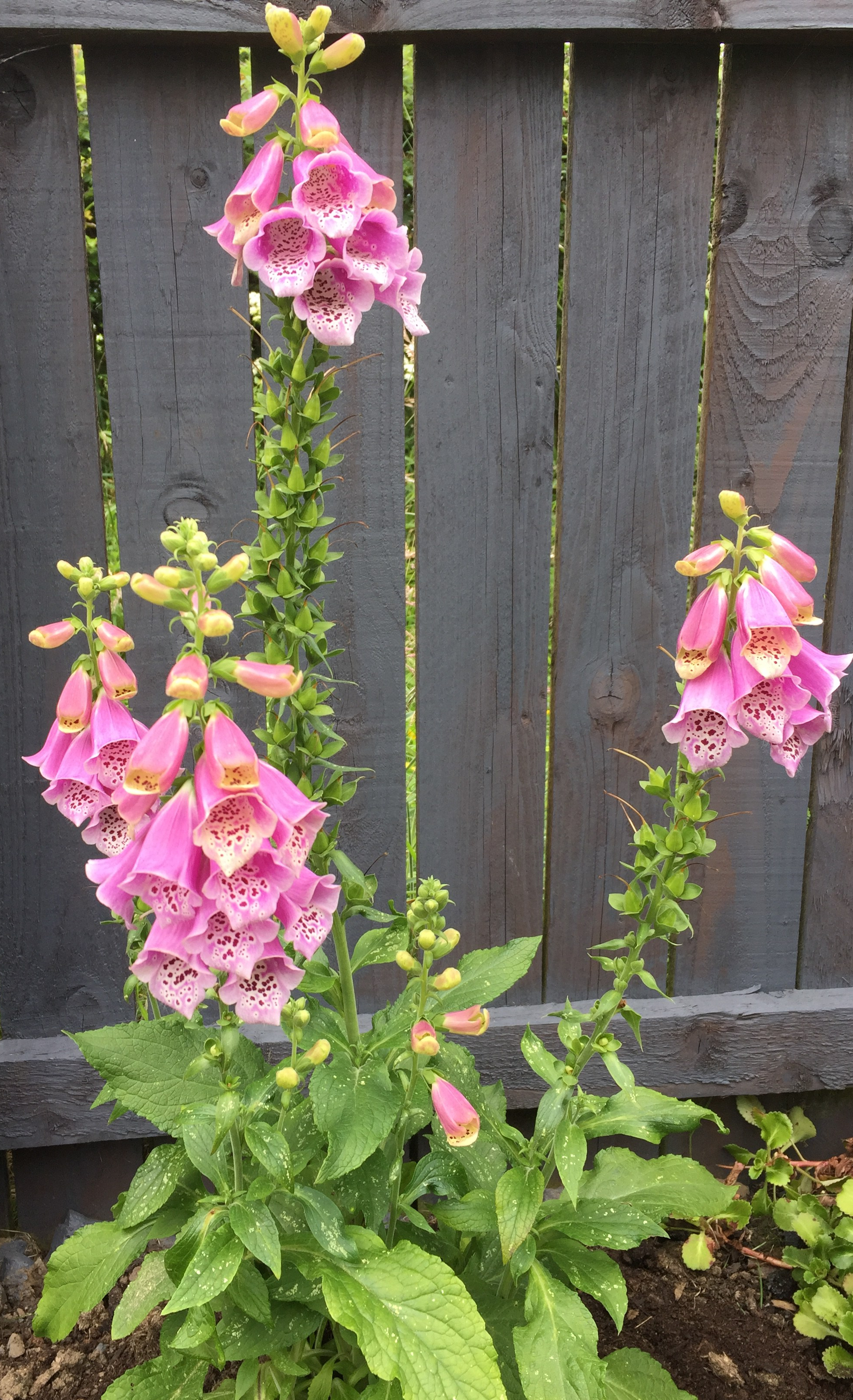 Photo 02-07-2017, 14 33 14