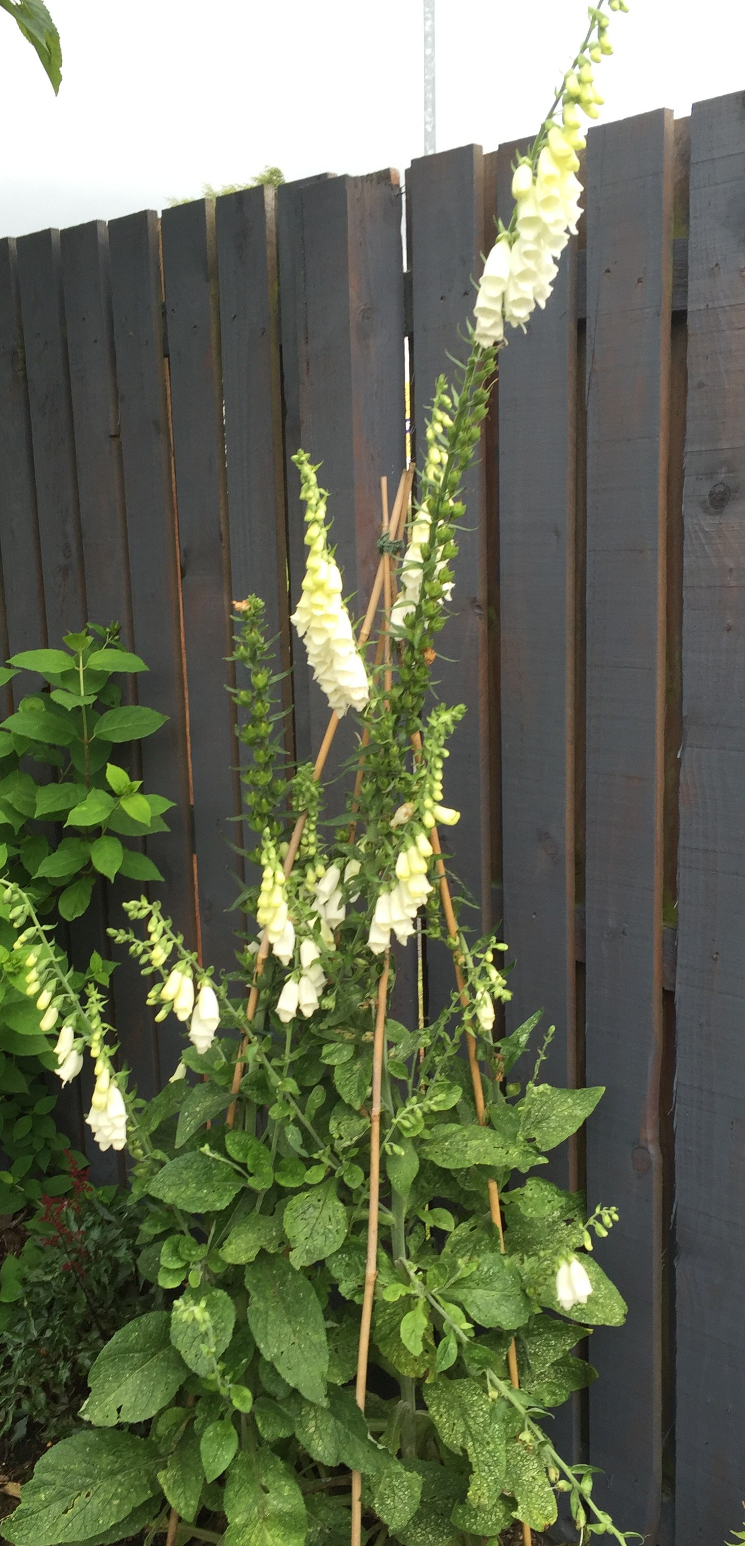 Photo 02-07-2017, 14 34 05