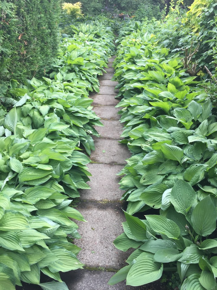 Photo 17-06-2018, 2 05 31 pm