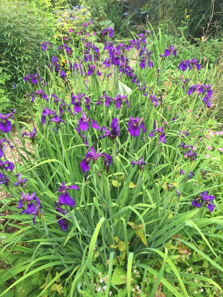 Photo 17-06-2018, 2 06 18 pm