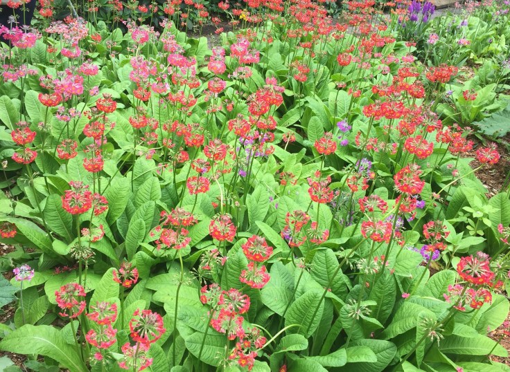 Photo 17-06-2018, 2 09 30 pm