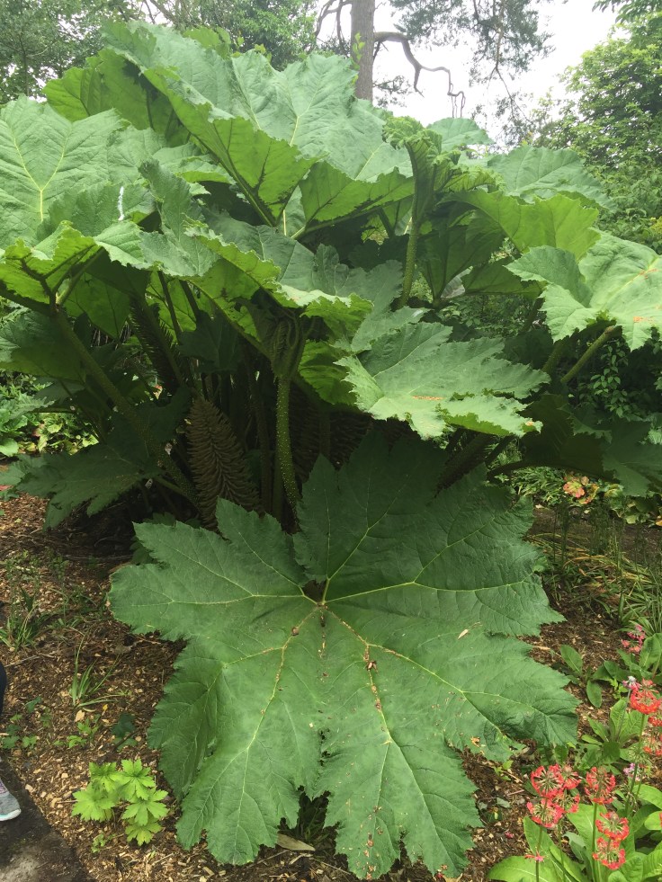 Photo 17-06-2018, 2 09 49 pm