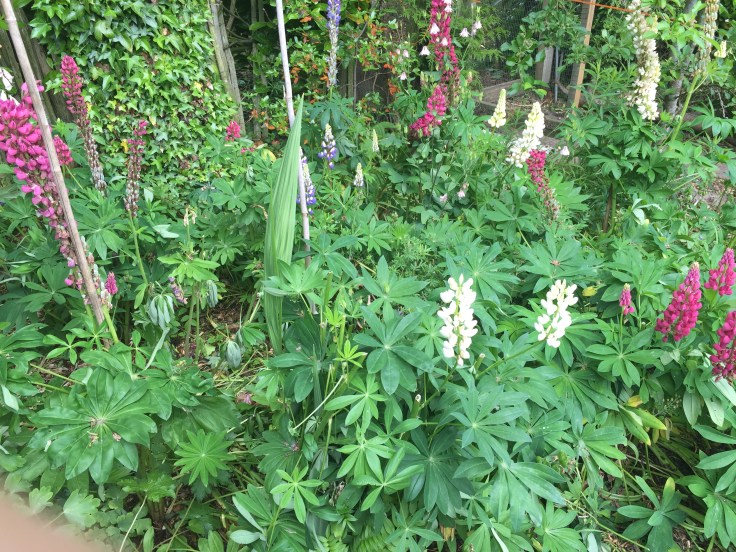 Photo 17-06-2018, 2 20 19 pm