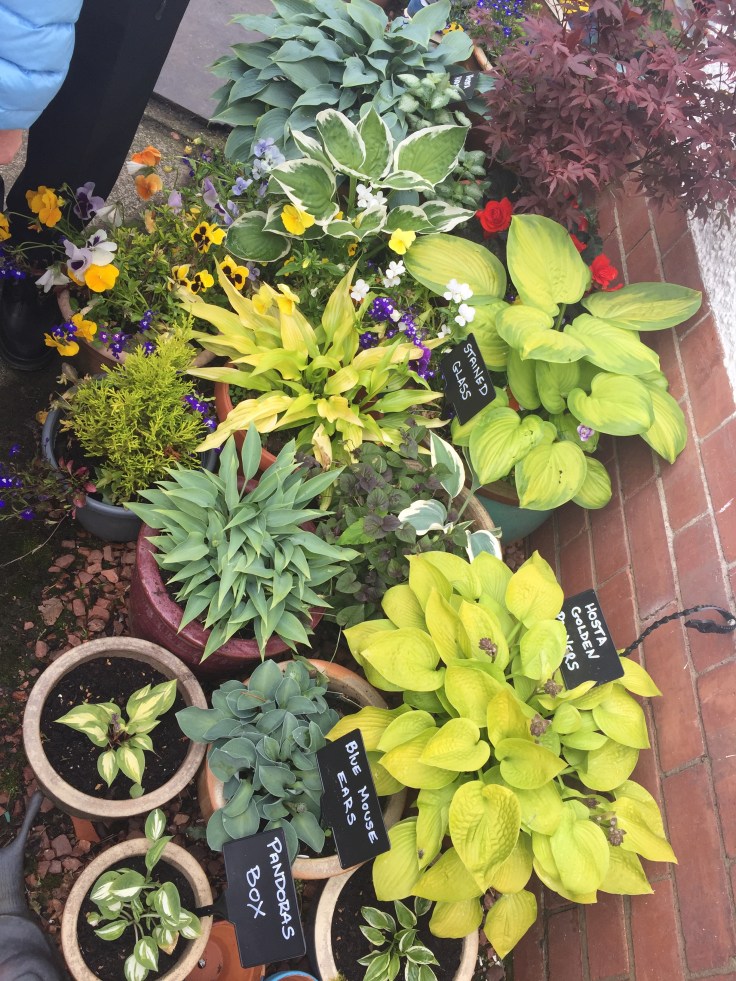 Photo 17-06-2018, 2 28 45 pm