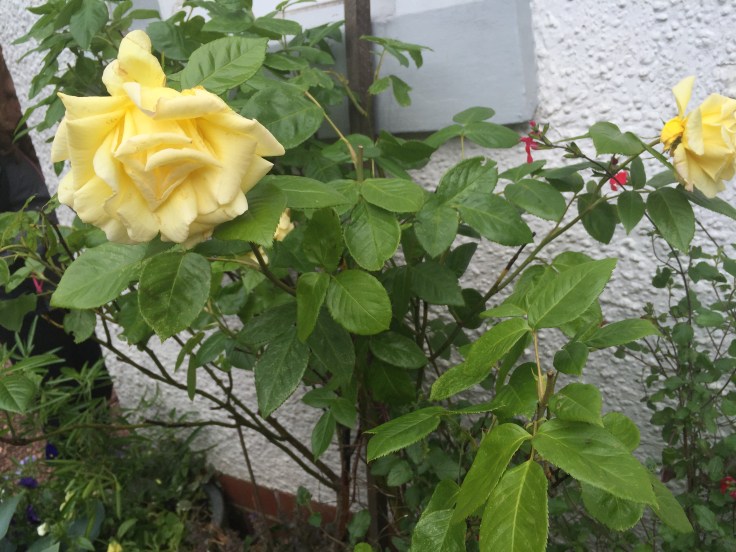 Photo 17-06-2018, 2 29 06 pm