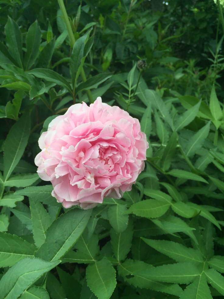 Photo 17-06-2018, 2 30 04 pm