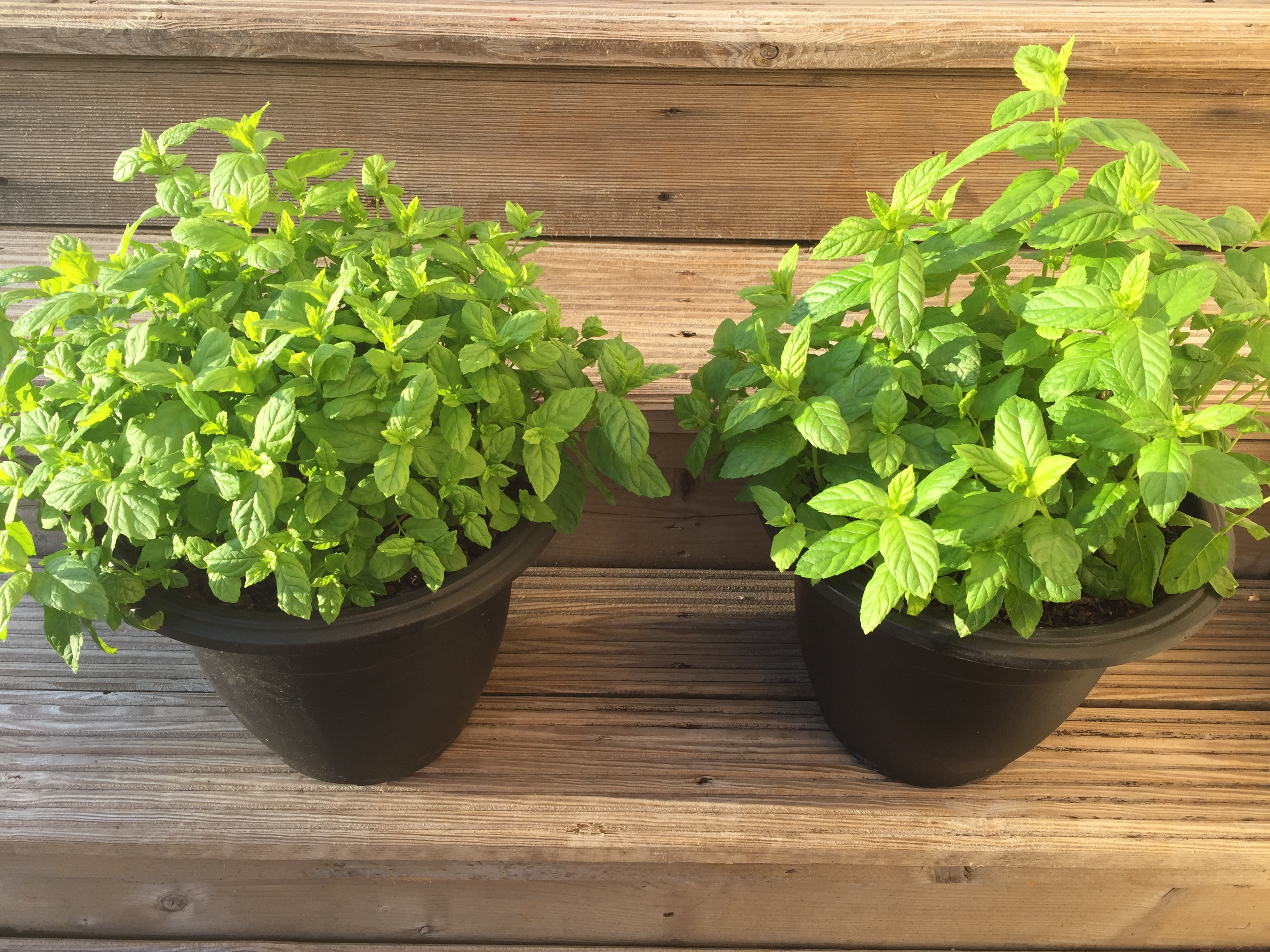 Photo 17-07-2018, 8 24 18 pm