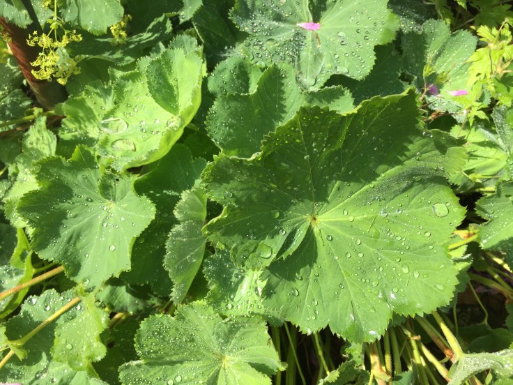 Photo 18-07-2018, 11 08 47 am