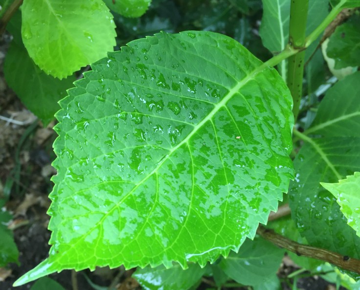 Large leaf plants like hydrangea can act as an umbrella for rainfall.