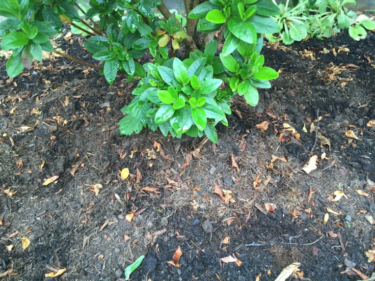 Photo 20-07-2018, 12 16 18 pm