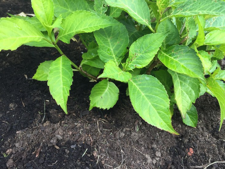 Photo 20-07-2018, 12 16 57 pm