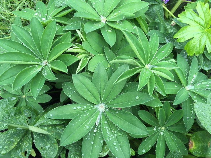 Photo 20-07-2018, 12 27 11 pm