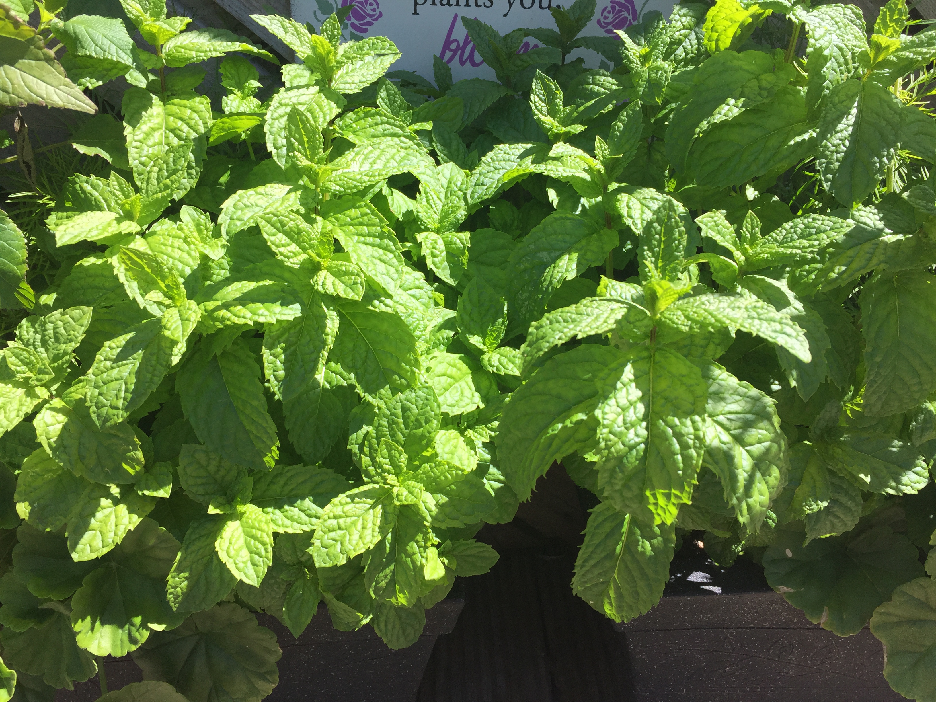 Photo 24-06-2018, 2 01 28 pm