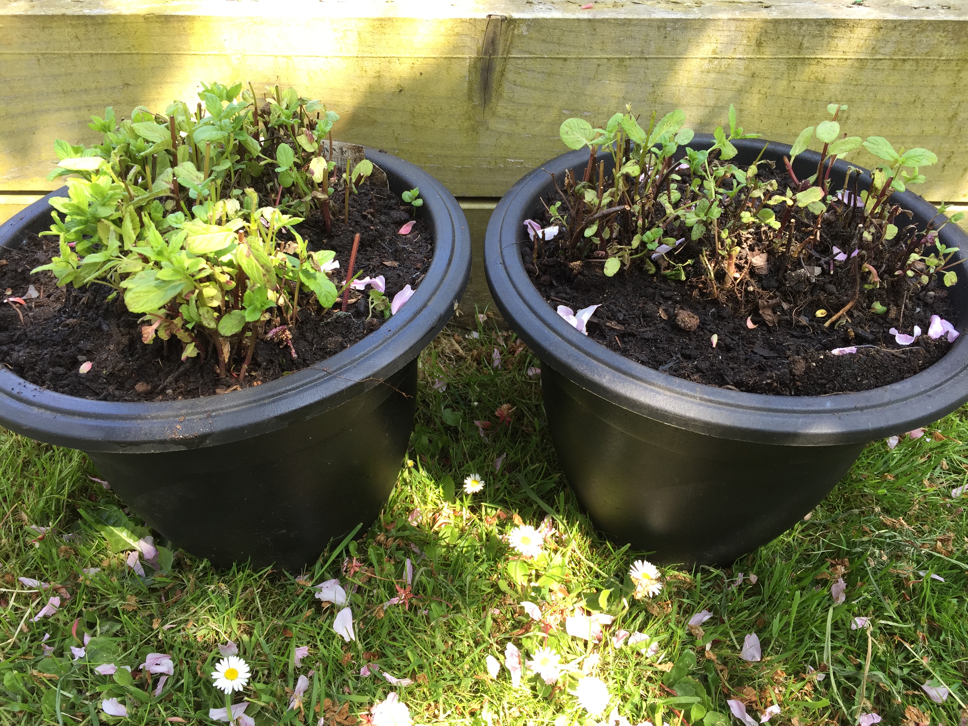 Photo 26-05-2018, 12 32 56 pm