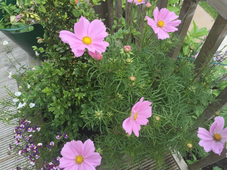 Photo 05-08-2018, 12 30 28 pm