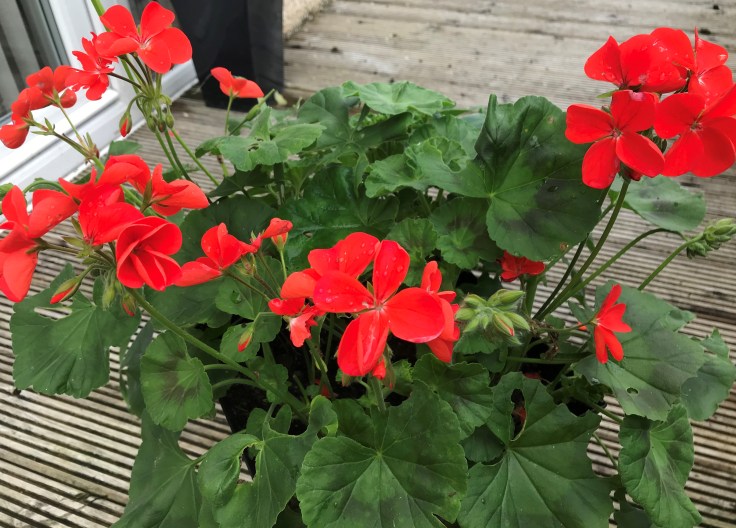 Photo 10-09-2018, 11 21 31 am