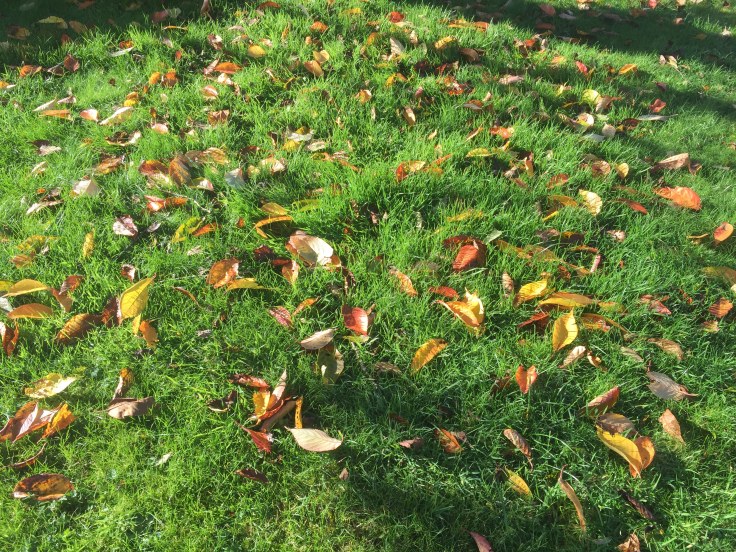 Photo 27-10-2017, 12 45 42 pm