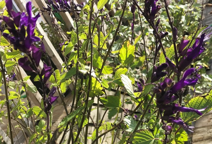 Photo 05-10-2018, 3 41 46 pm