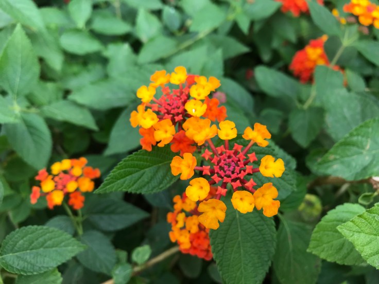 Photo 18-10-2018, 7 30 37 am