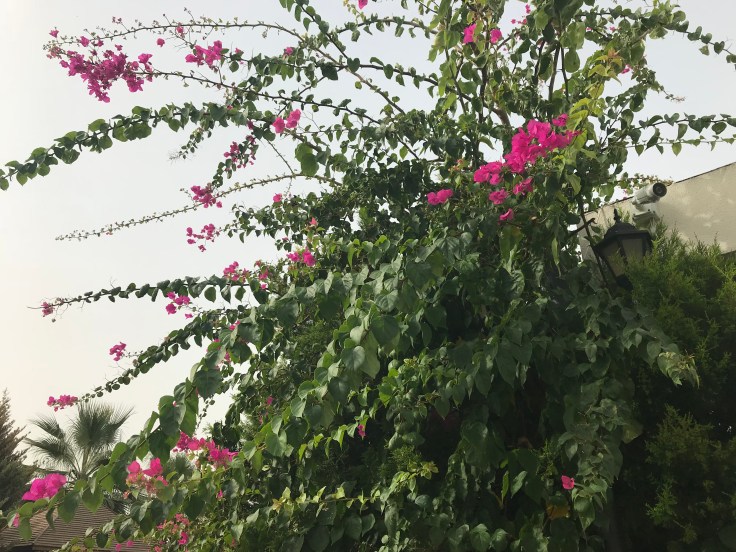 Photo 18-10-2018, 8 19 43 am