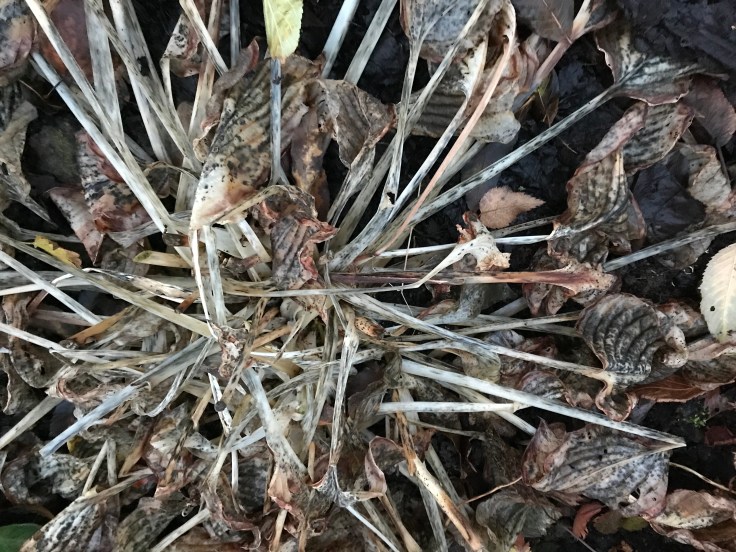 Photo 04-11-2018, 4 42 25 pm