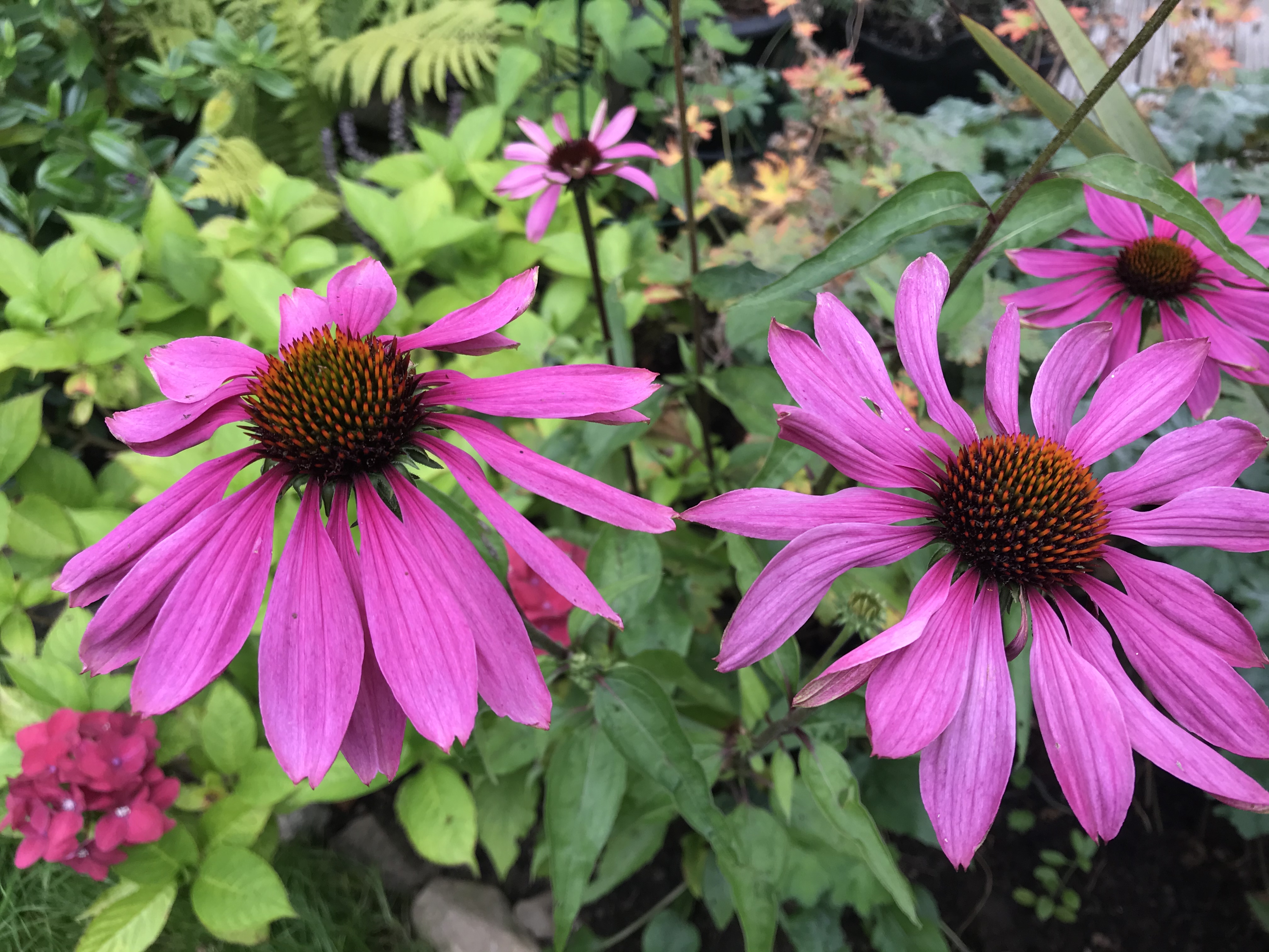 September's Six on Saturday – The Pink Wheelbarrow